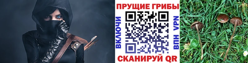 Псилоцибиновые грибы Cubensis  магазин продажи   Стародуб 